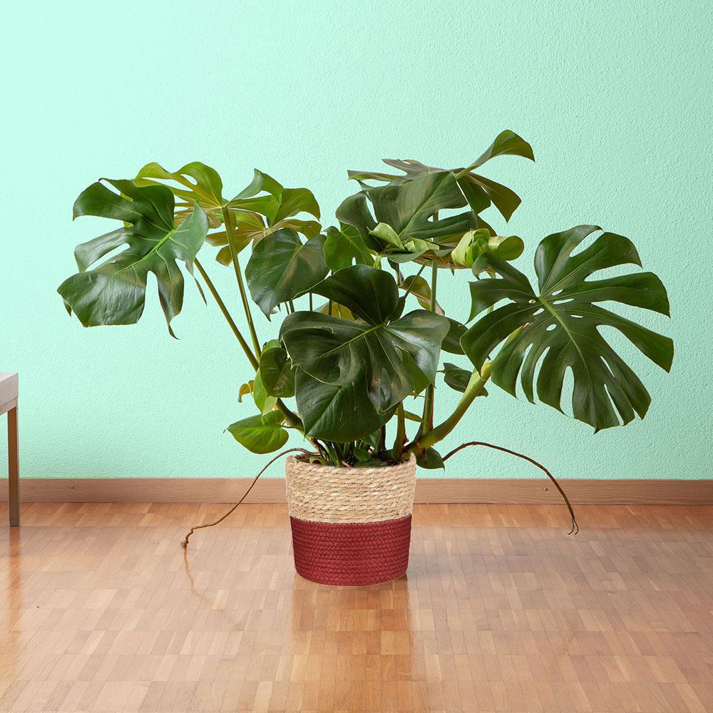 Übertopf Cali, 25 x 25 cm