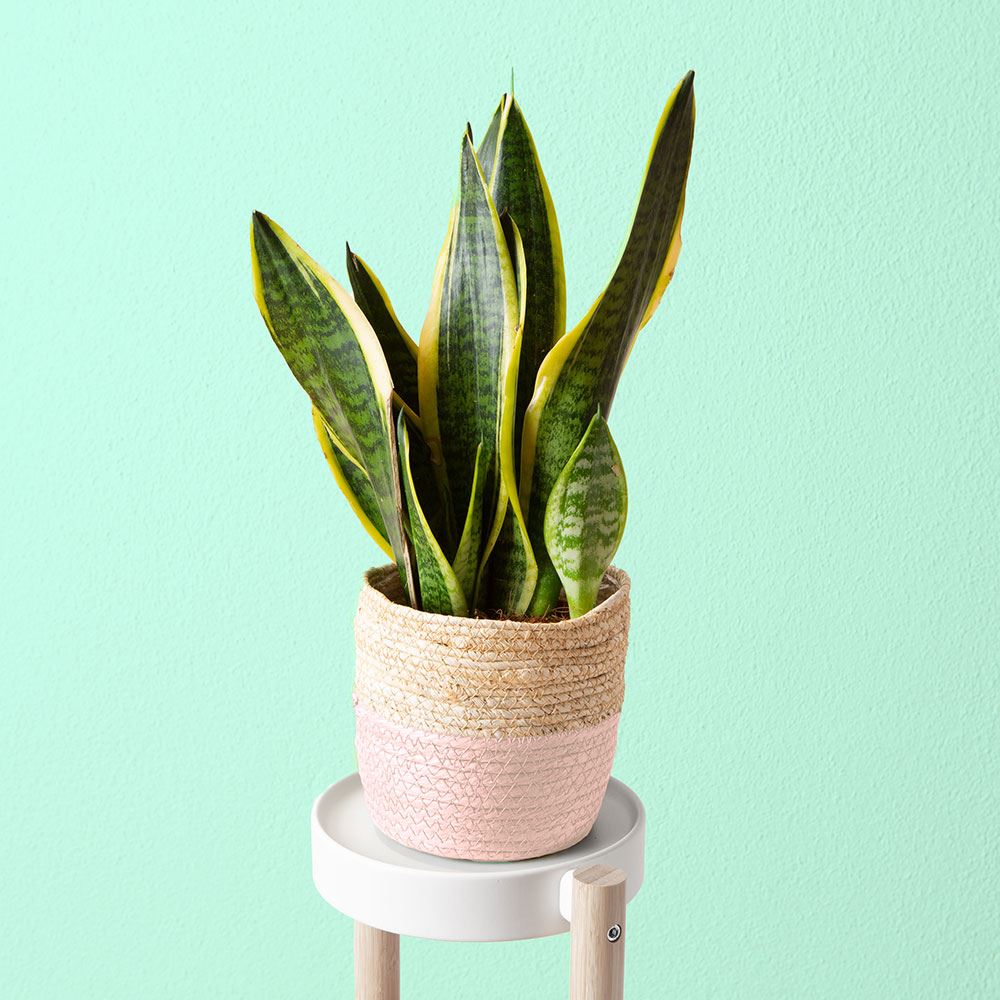 Übertopf Cali, 18 x 18 cm