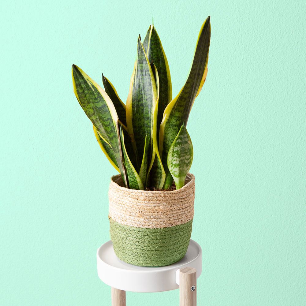 Übertopf Cali, 14 x 14 cm