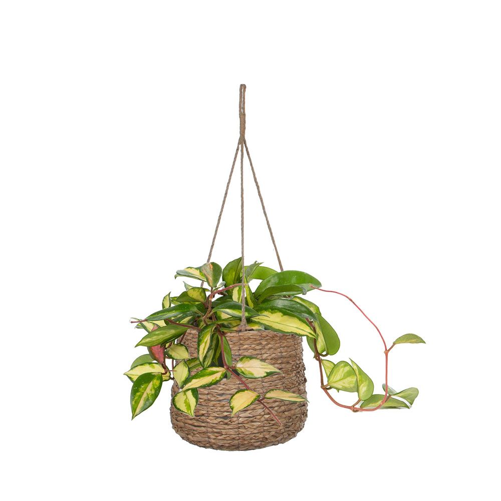 Übertopf Tulsa hängend, 26 x 27 cm