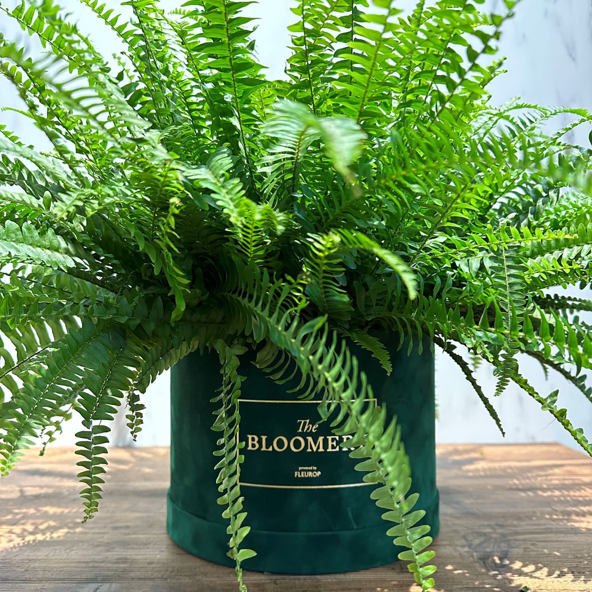 Nephrolepis / fougère épée dans une élégante boîte en velours ø : 24cm H : 45cm