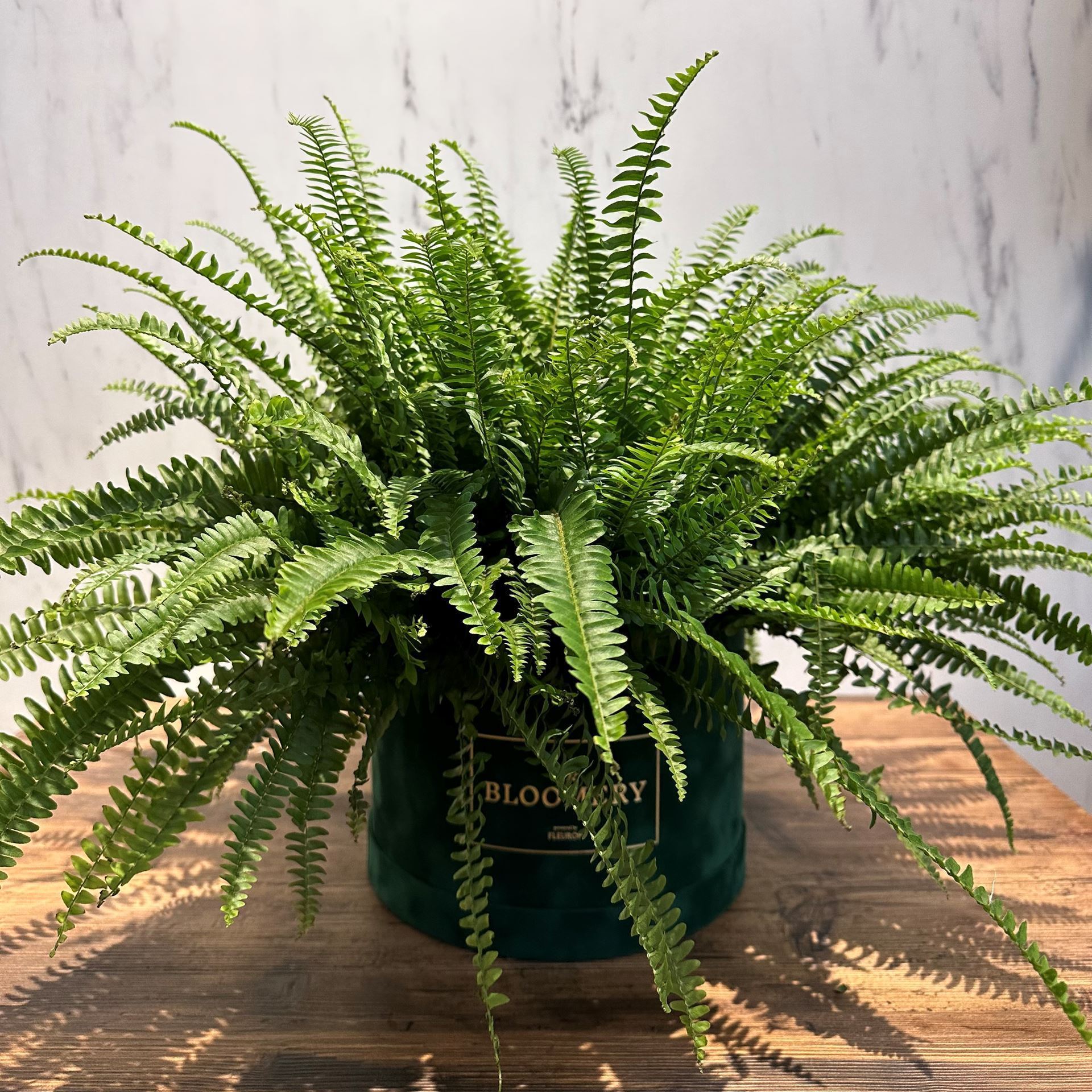 Nephrolepis / fougère épée dans une élégante boîte en velours ø : 24cm H : 45cm