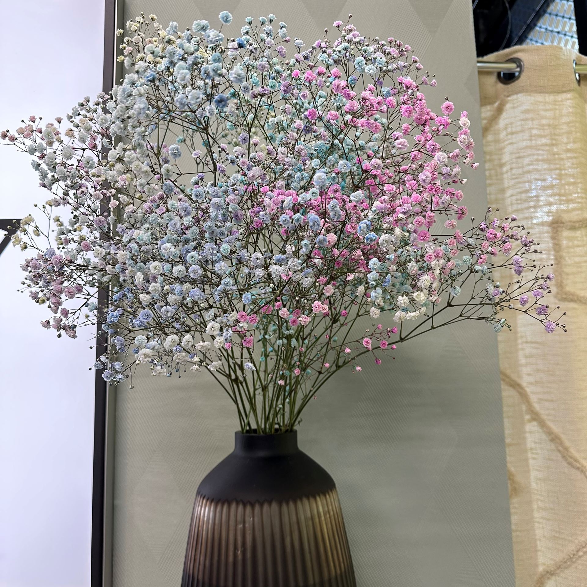 Rainbow-Schleierkraut, 5 Stiele, ca. 70cm