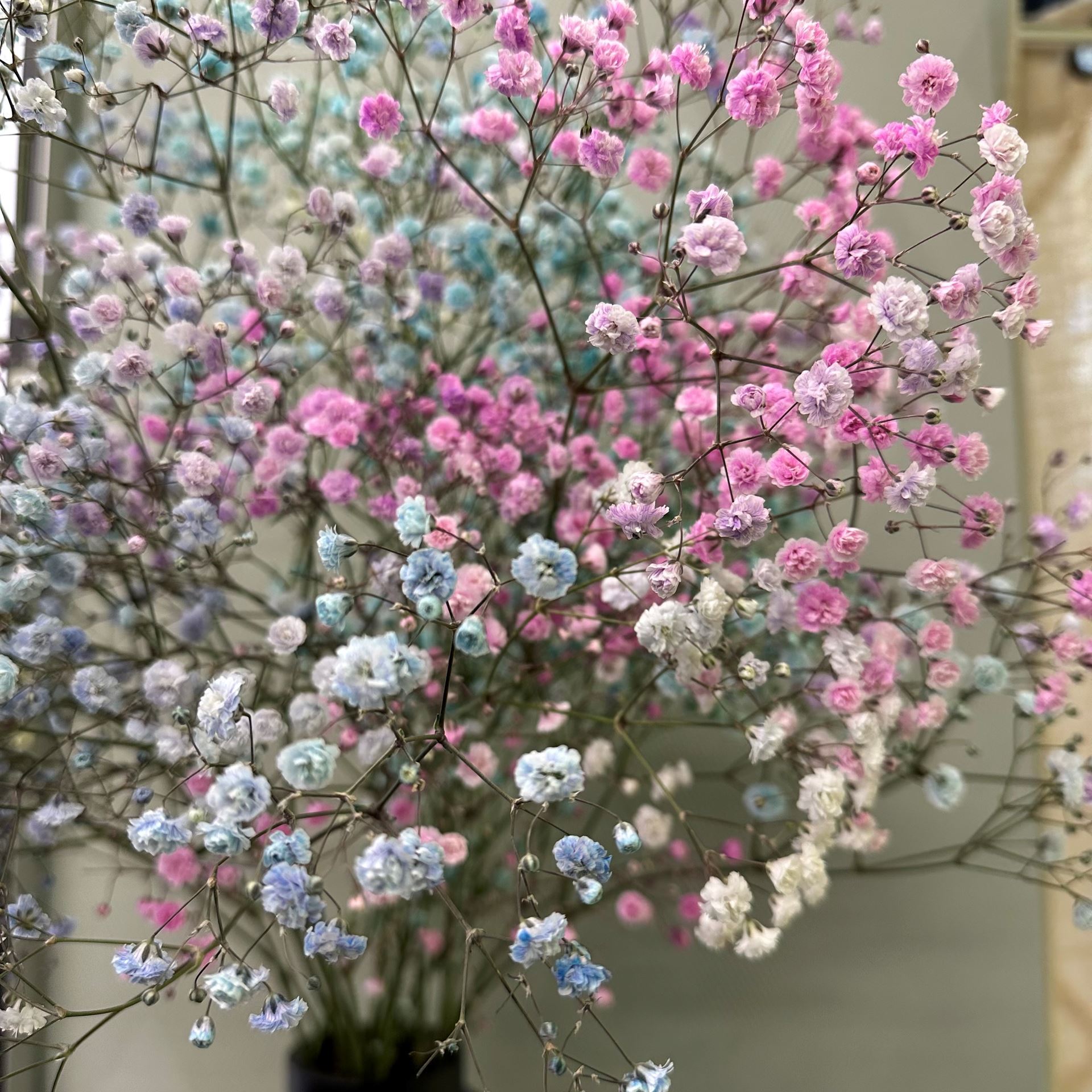 Rainbow-Schleierkraut, 5 Stiele, ca. 70cm