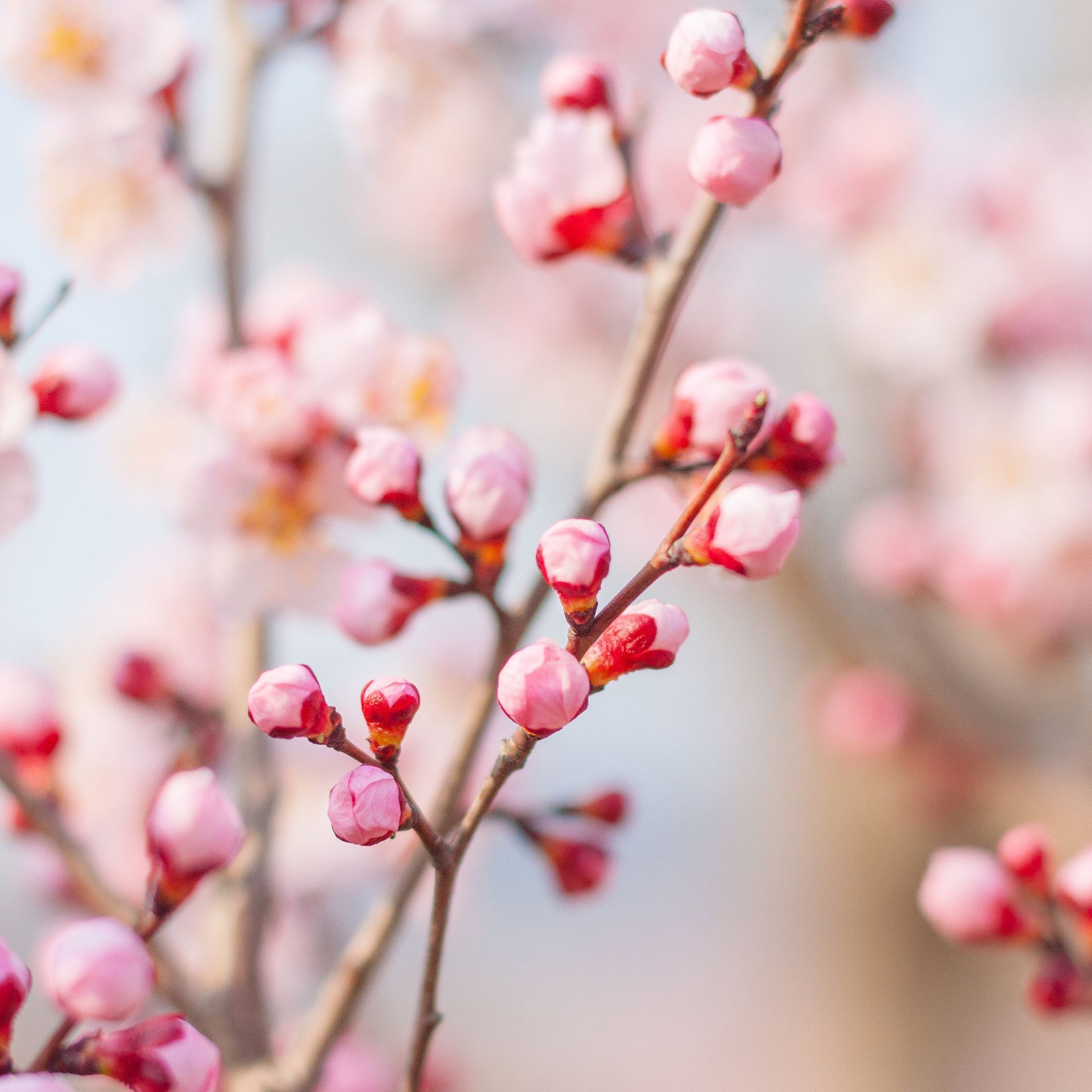 Karten «Kirschblüten» (10er-Set)