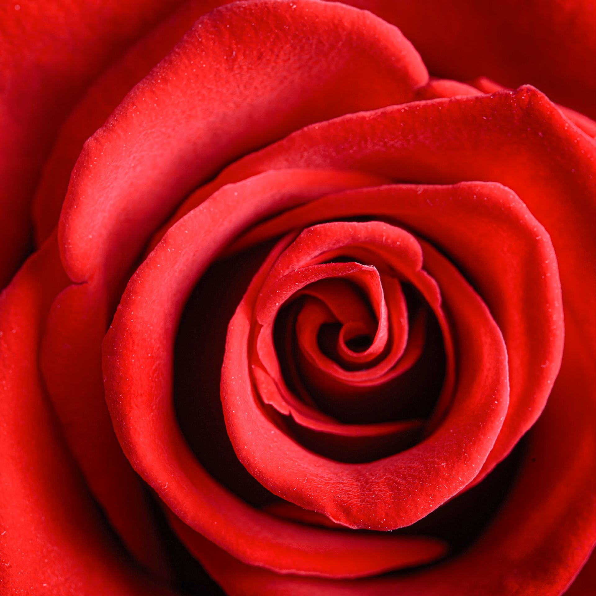 Karten «Rose» (10er-Set)