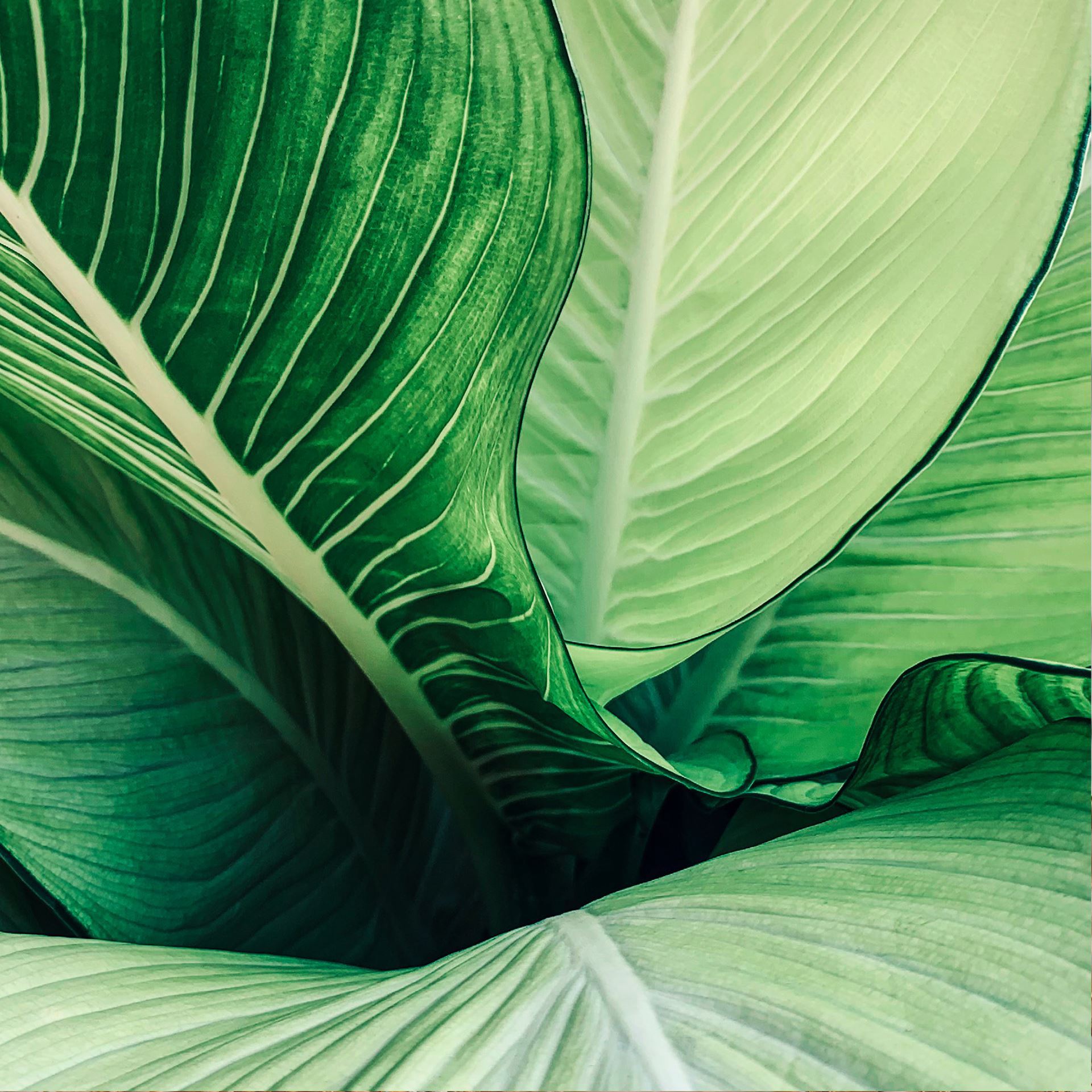 Karten «Blatt» (10er-Set)