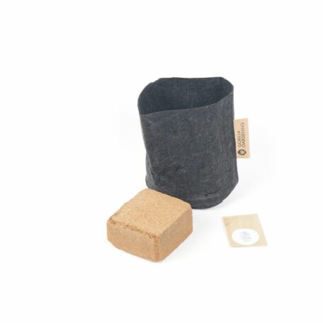 Pflanzset Griechisches Basilikum