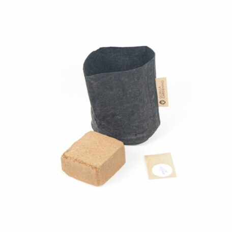 Pflanzset Koreanische Minze