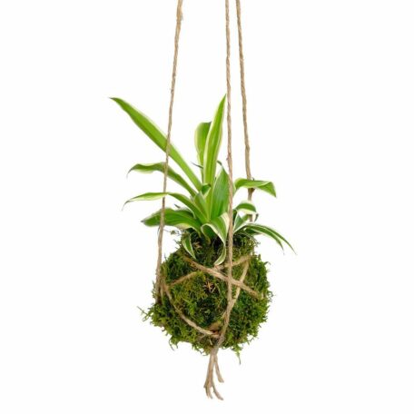 Kokedama 
