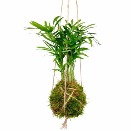 Kokedama 