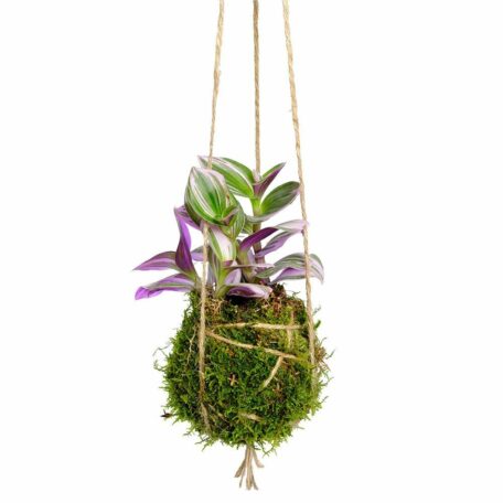 Kokedama 