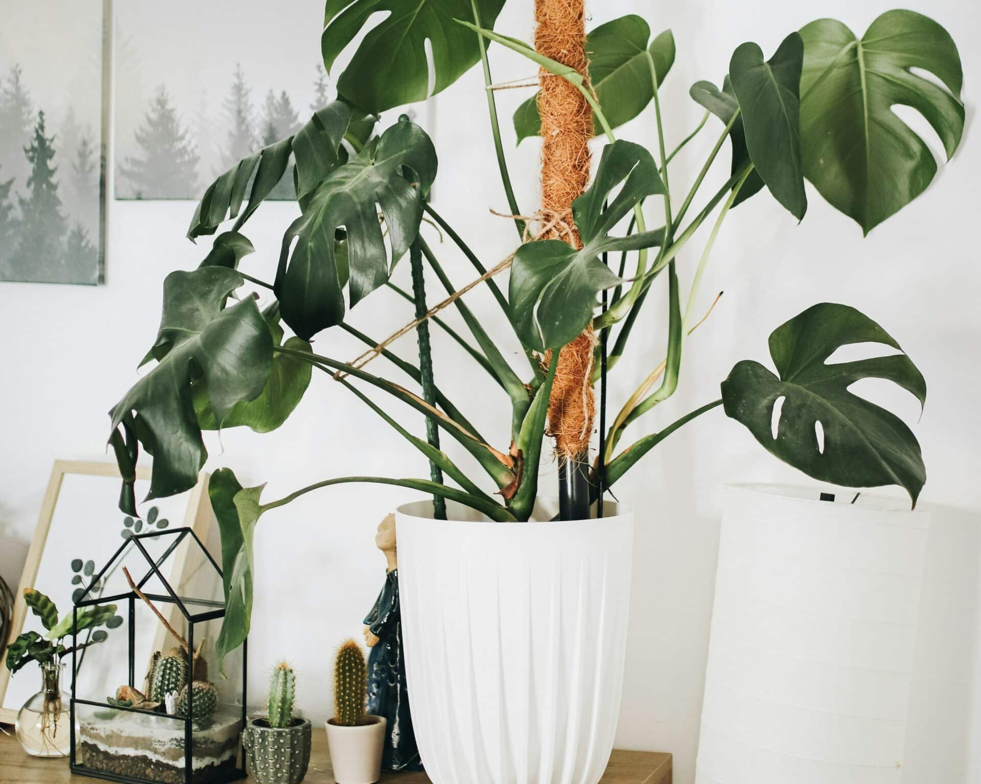 Monstera_4