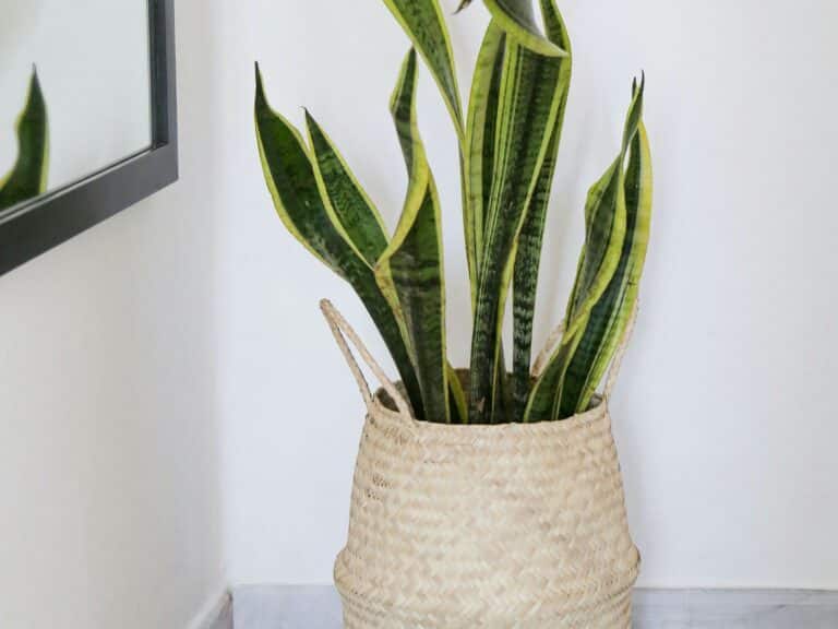 Sanseveria_2