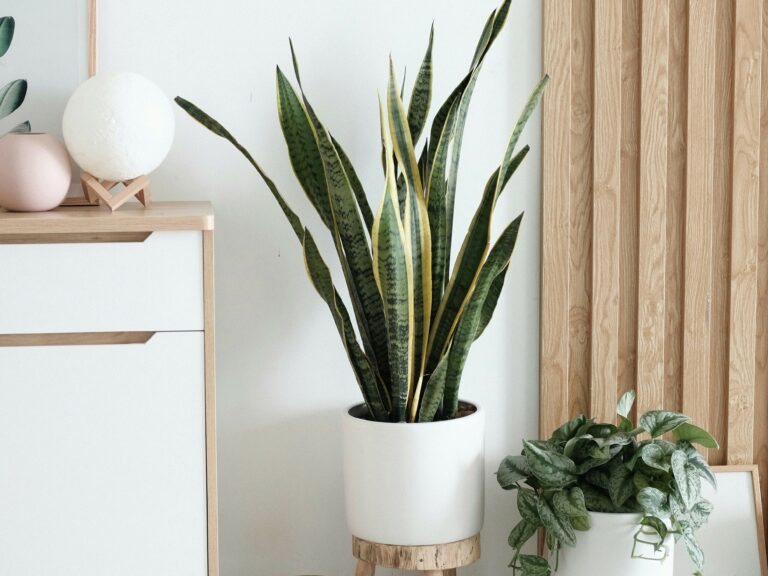 Sanseveria_3