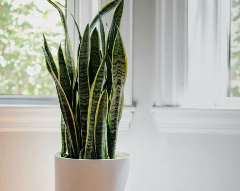 Sanseveria_4