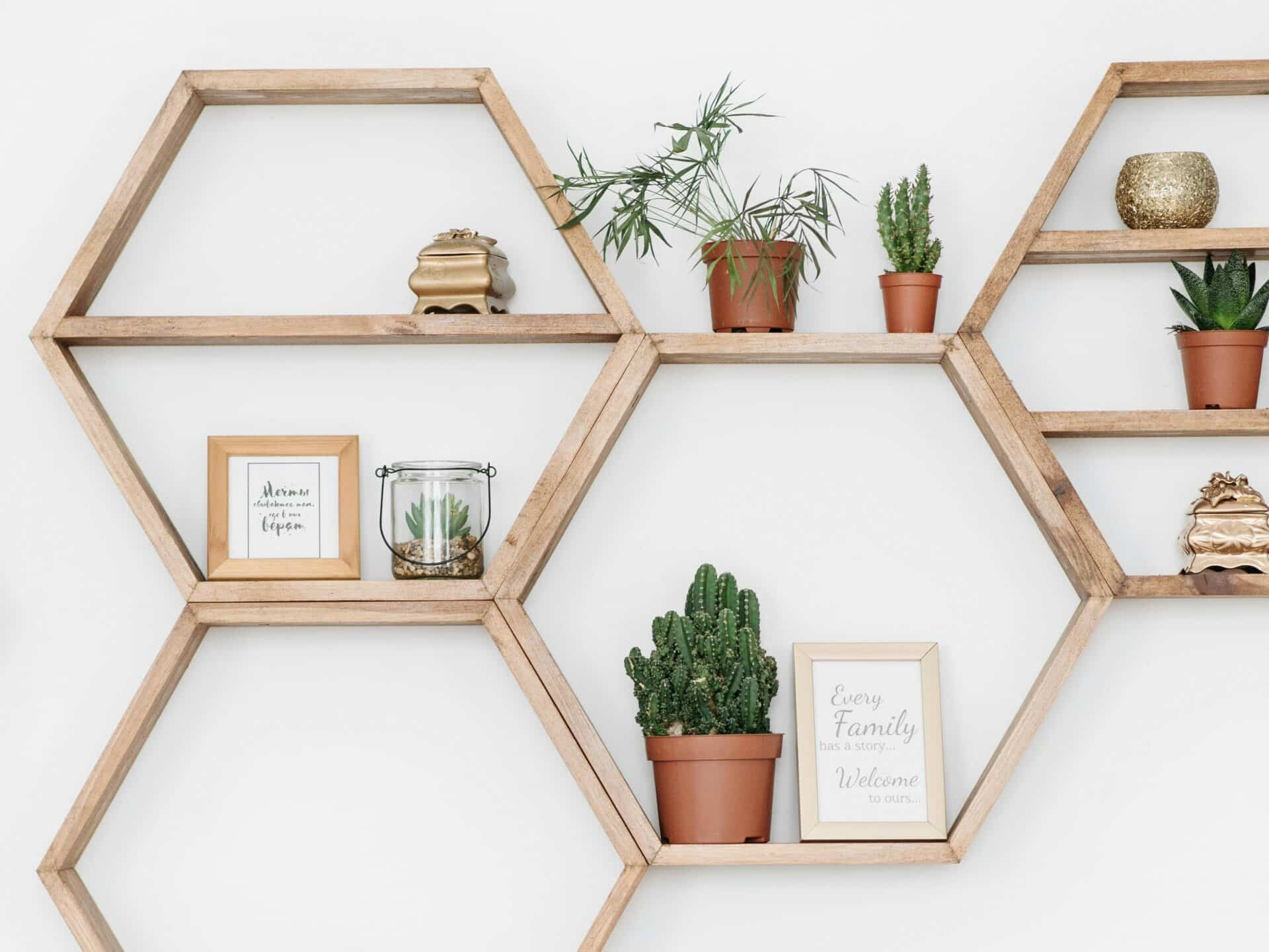 Sukkulenten_Kakteen_2