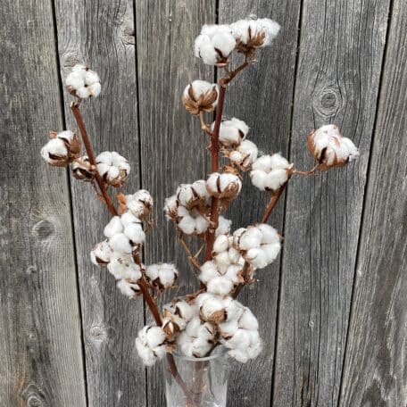 Baumwolle - 3er Set Baumwollzweige getrocknet