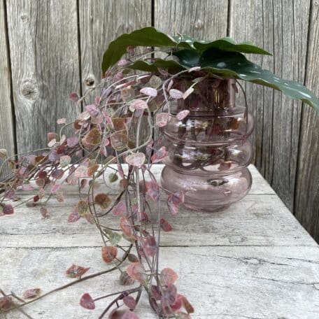 Peperomia Ranken in Glasvase © Atelier Leutwyler Fleurop Partner Ebikon bei Luzern