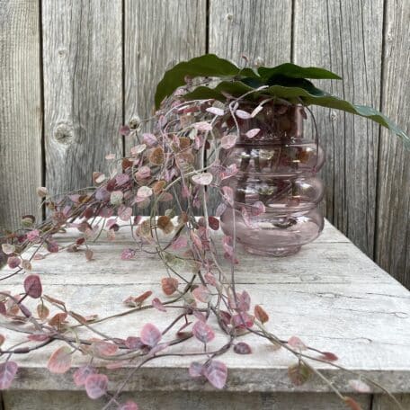 Peperomia Ranken in Glasvase © Atelier Leutwyler Fleurop Partner Ebikon bei Luzern