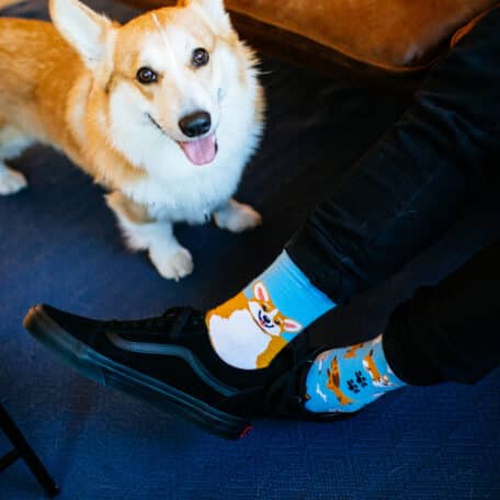 Playful Dog Socks