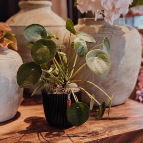 Capi Europe Topf Groove schwarz aus Textilien, mit Pilea Pflanze