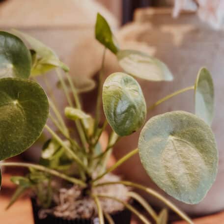 Capi Europe Topf Groove schwarz aus Textilien, mit Pilea Pflanze