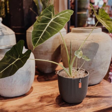 Capi Europe Pot Groove vert en gazon synthétique, avec Alocasia frydek