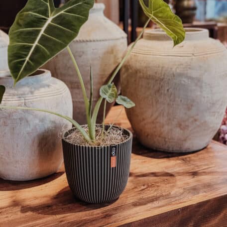 Capi Europe Pot Groove vert en gazon synthétique, avec Alocasia frydek