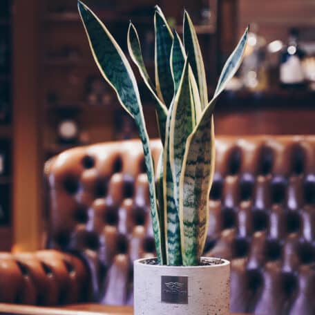 Das ist Harry (Sansevieria laurentii)