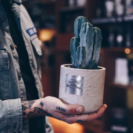 Das ist Max (Myrtillocactus)