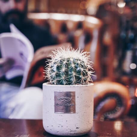 Das ist Jack (Echinocactus grusonii)