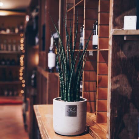 Das ist William (Sansevieria Mikado)