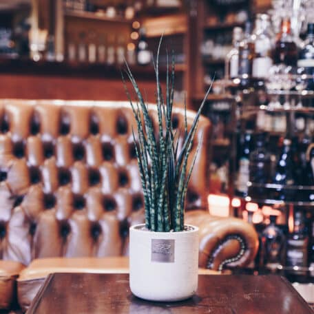 Das ist William (Sansevieria Mikado)