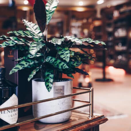 Das ist Mike (Calathea)