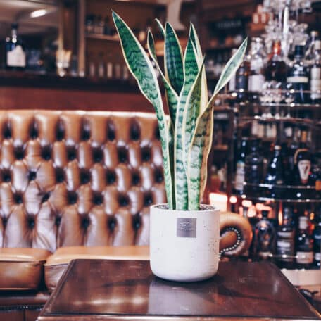 Das ist Harry (Sansevieria laurentii)