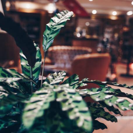 Das ist Mike (Calathea)