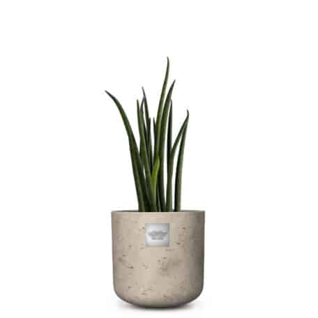 Baby-Männerpflanzen-Set