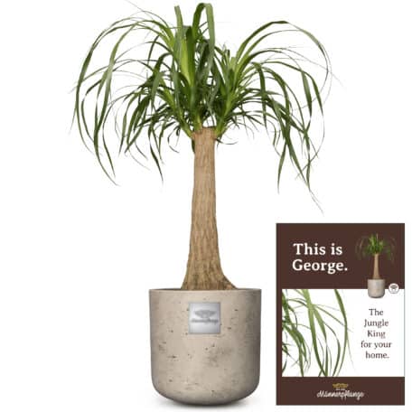 Das ist George (Beaucarnea recurvata)