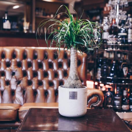 Das ist George (Beaucarnea recurvata)