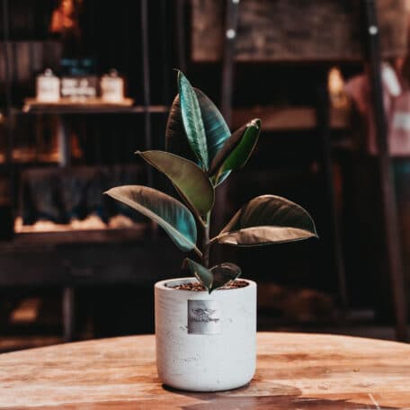 Das ist Alfred (Ficus elastica 'Robusta')