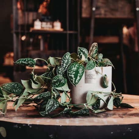 Das ist Richard (Scindapsus pictus)