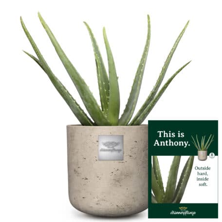 Das ist Anthony (Aloe vera)