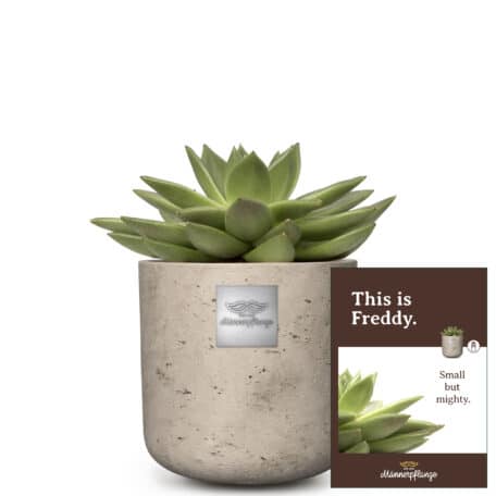 Das ist Freddy (Echeveria)