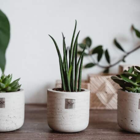 Baby-Männerpflanzen-Set