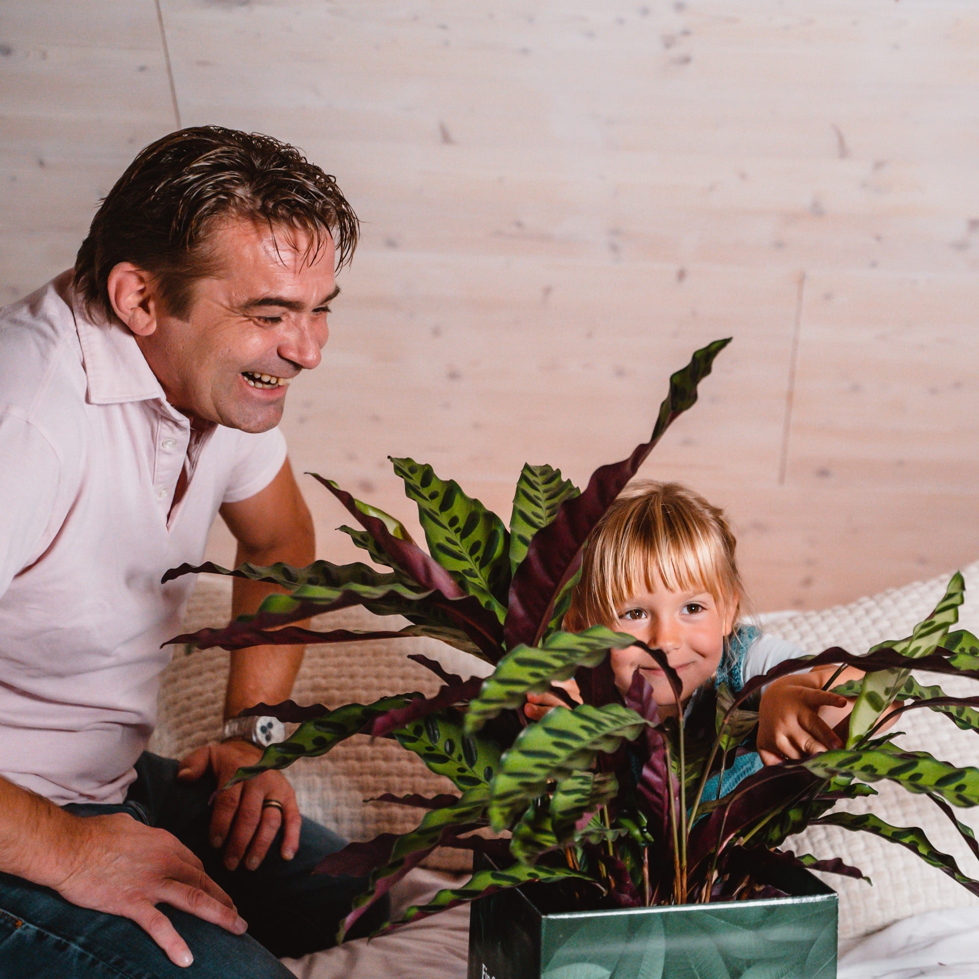 Das ist Mike (Calathea) - Bild 4