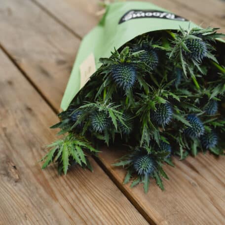 Blooms for you «Frida»