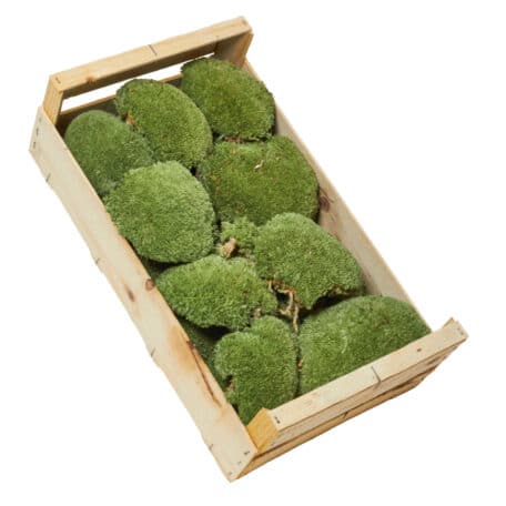 Klumpenmoos Kiste à 500 gramm