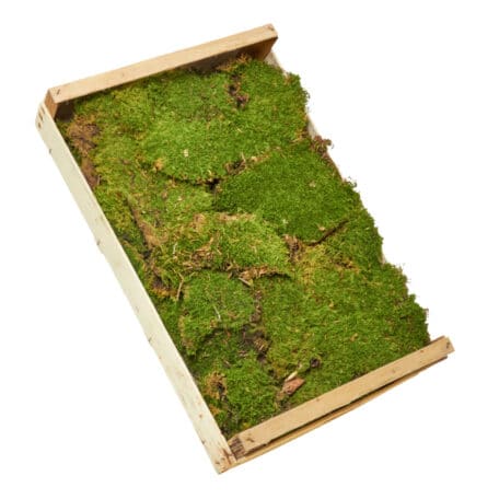 Plattenmoos Kiste à ca 750 gramm