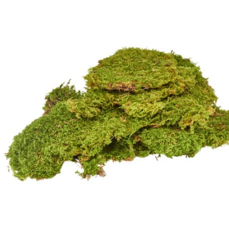 Plattenmoos 100gr